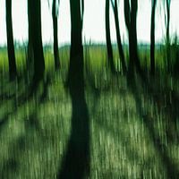 Durch die Bäume im Wald