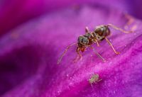 Mier op weg richting Bladluis op paarse bloem