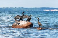 Kormoran sitzt am Ufer mit ausgebreiteten Flügeln vor einer ebenen Wasseroberfläche