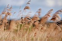 Bruant des roseaux dans les roseaux