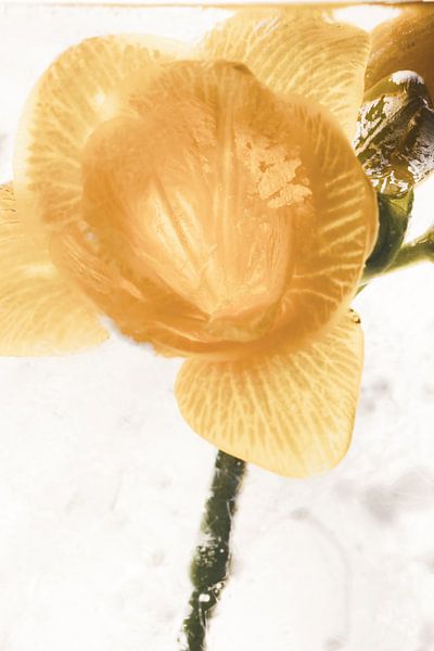 Yellow Freesia in Ice 2 by Marc Heiligenstein