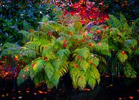 Farne an der bunten Uferpromenade
