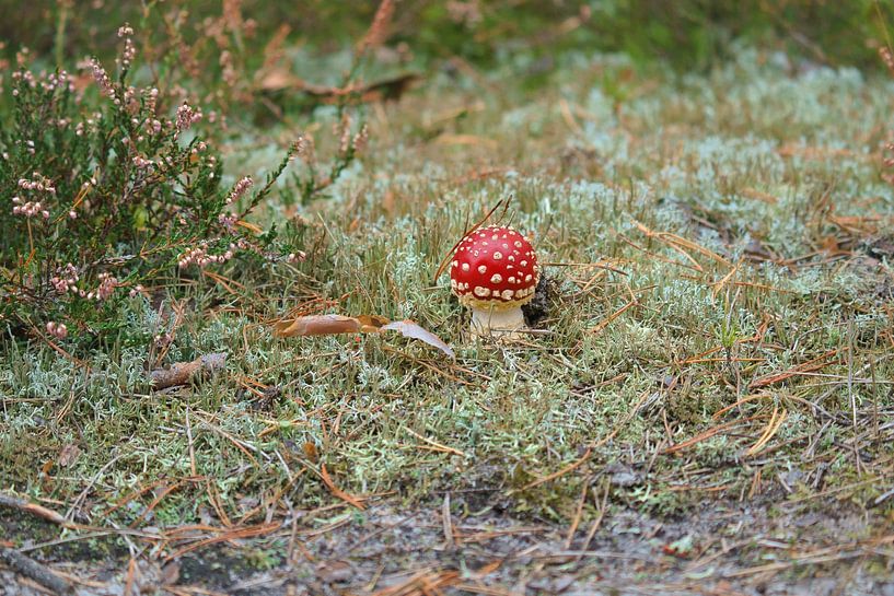 Delicate white red toadstool, on the forest floor. by Martin Köbsch