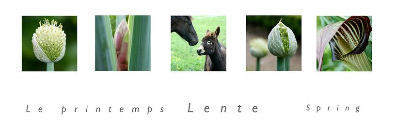 panorama lente by Karin Hendriks Fotografie