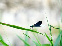 Blauflügel-Prachtlibelle