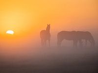 Pferde auf der Wiese