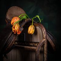 Französische Tulpe 3