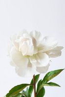 White peony on white background