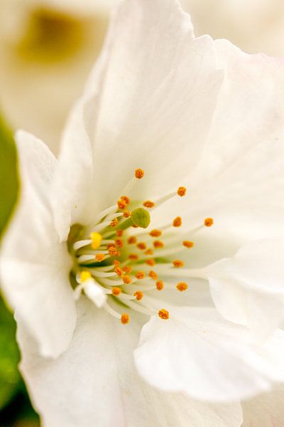 bloem von Fotografie-Broenink