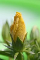 Gelbe Hibiscus
