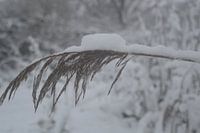 snow on a twig