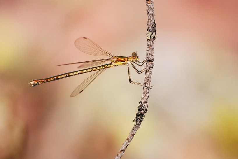 Juffer in Zweden von Margreet Frowijn
