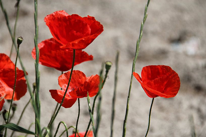 The Red Daisies (Mohnblumen) von Cornelis (Cees) Cornelissen