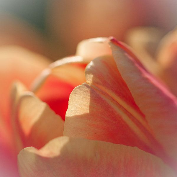 Tulp in avondlicht by Bianca Muntinga