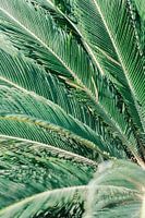 Palmier vert à Valence // Espagne // Photographie de voyage et de nature