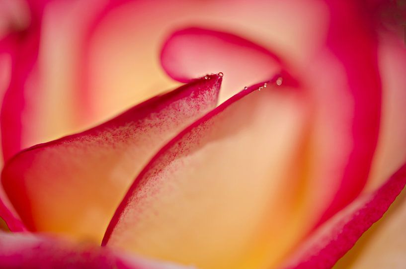 Rose von Jessica Berendsen