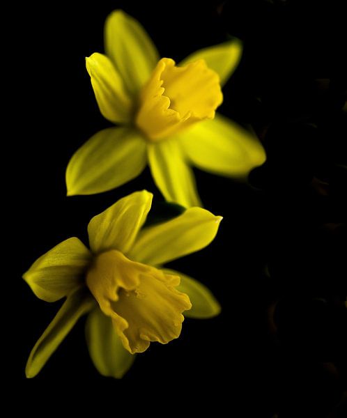 Trompetten duo par Marijke Scheers