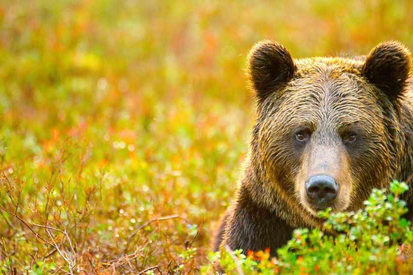 Portrait d'un ours brun par Sam Mannaerts