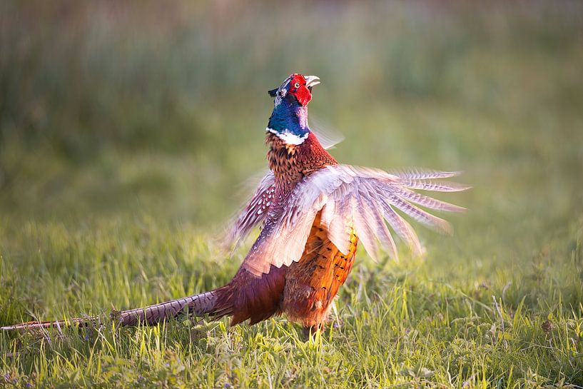 Fasan mit schlagenden Flügeln von Pieter Struiksma