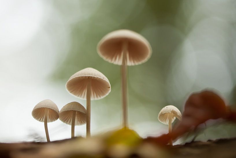 Mushroom by Aukje Ploeg
