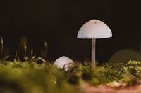 Silence sous la canopée