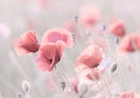 Coquelicots aux couleurs pastel