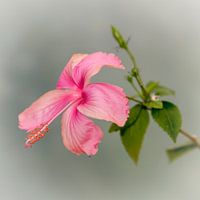 Hibiskus