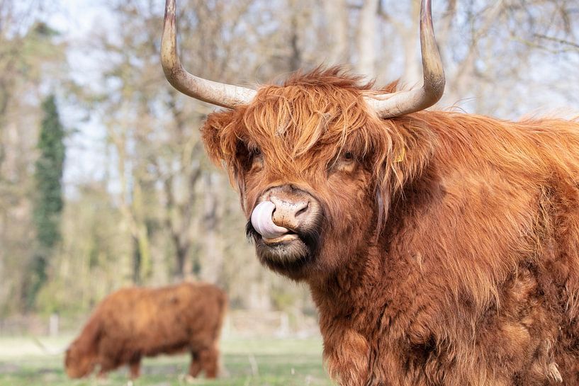 Schottischer Highlander von Janine Bekker Photography