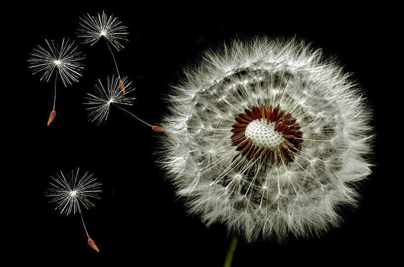 Fliegende Löwenzahnsamen von Corinne Welp