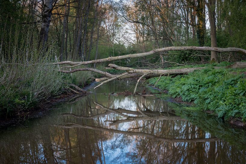 Déchu par Johan Mooibroek