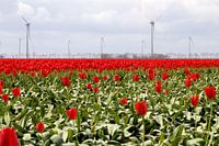 Rood tulpenveld met windmolens
