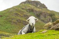 Herdwick im Langdale-Tal