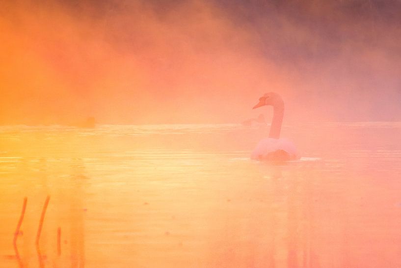 Cygne tuberculé au lever du soleil par WILBERT HEIJKOOP photography
