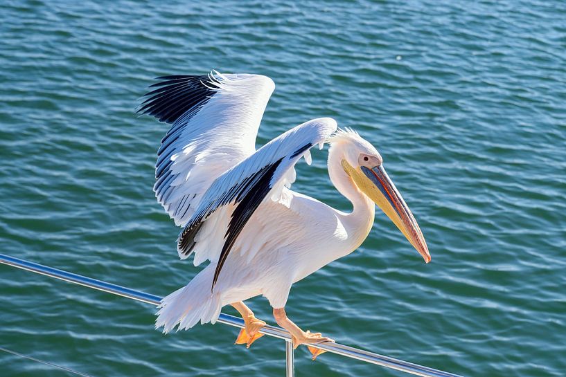 Pélican sur notre bateau par Merijn Loch