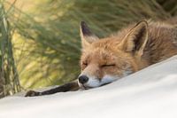 Une sieste sur la plage.