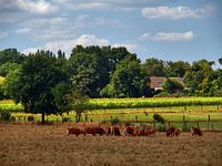 Cattle on the pasture
