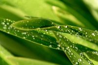 Tautropfen auf dem Grün