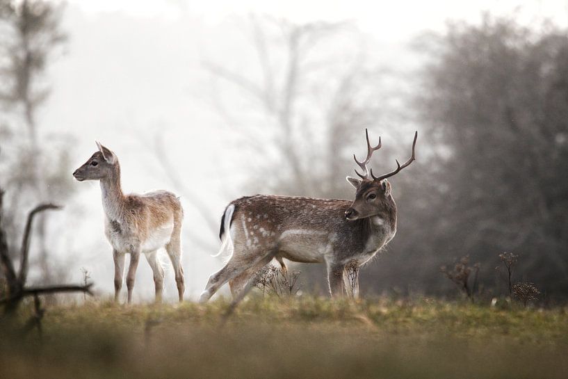 Damherten in de waterleidingduinen par Lars Korzelius