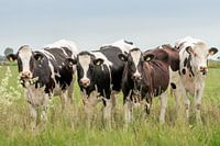 viermal hintereinander