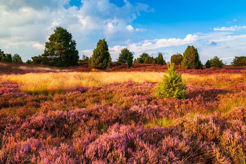 Landes de Lunebourg dans la lumière dorée du soir par Daniela Beyer