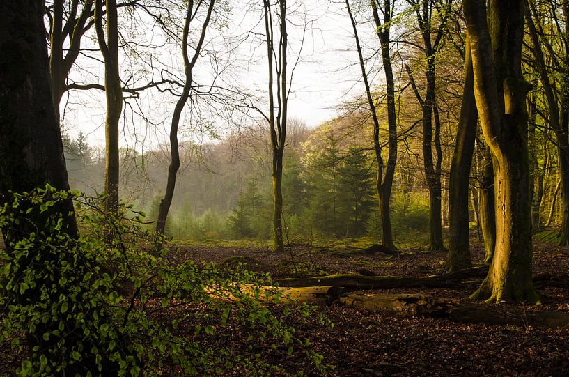 Zonsondergang in het bos von Rianne Hazeleger