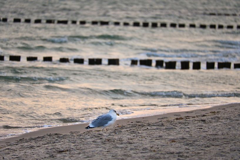 Des mouettes sur la plage de la mer Baltique. par Martin Köbsch