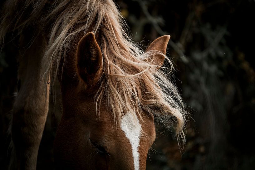 Soft Grace Das poetische Porträt eines Pferdes von Femke Ketelaar