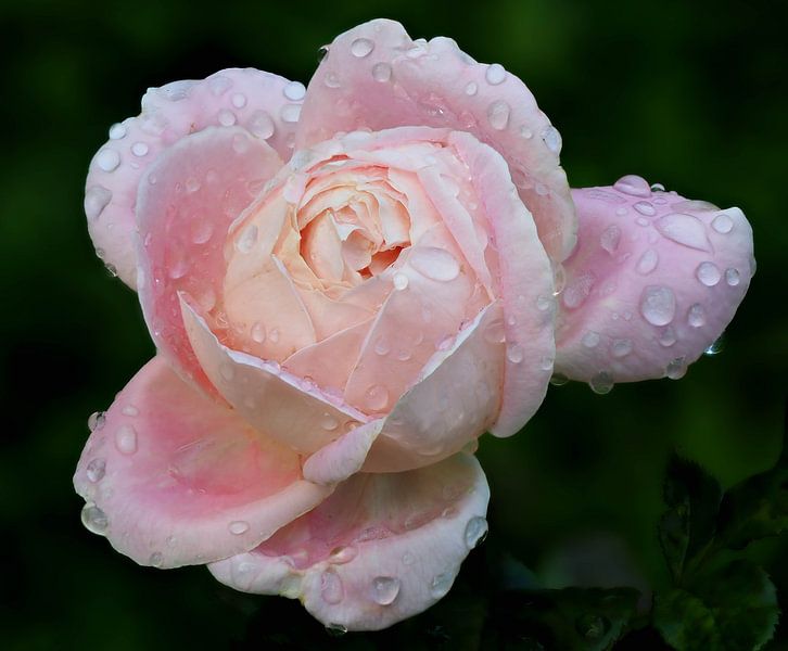 Kein Regen, keine Blumen von Marjon Woudboer