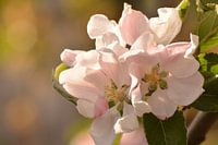 Apple blossom in full bloom