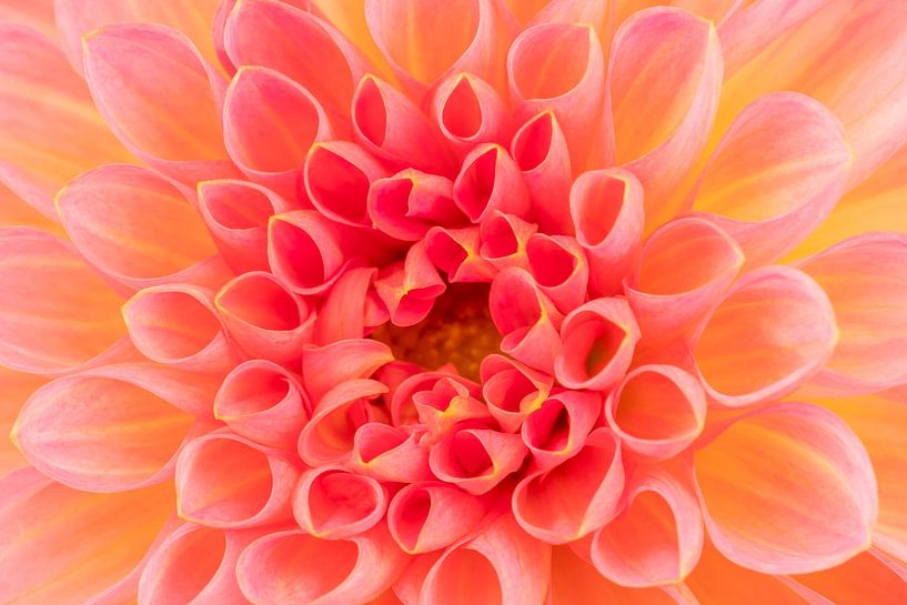Cœur de la fleur de Dahlia par Dafne Vos