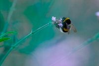 Hummel auf Blume in Pastelltönen