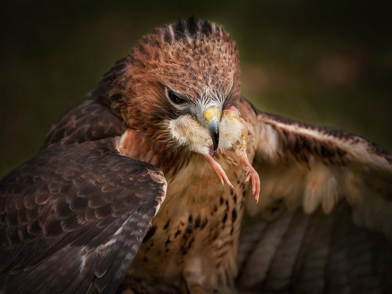Red-tailed buzzard by Loek Lobel