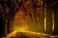 In de ochtend in de laan