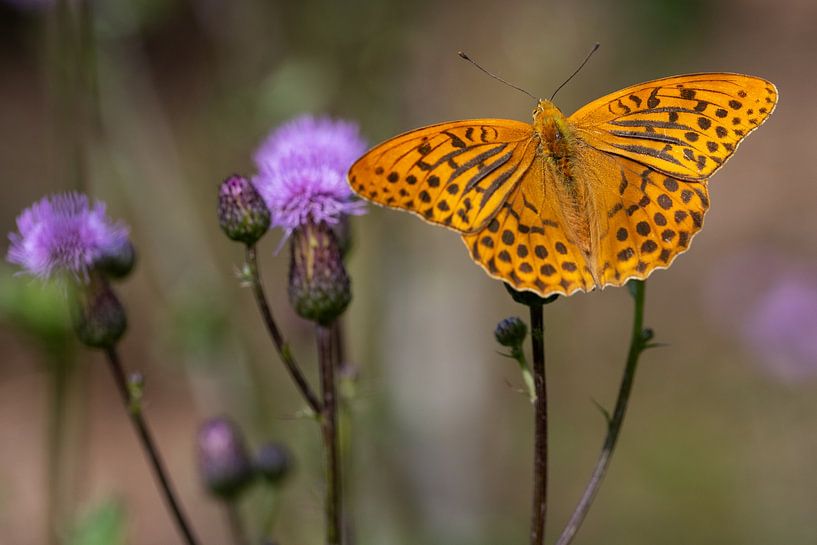 Kaisermantel von Andreas Müller